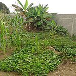 The freshly planted vegetable garden